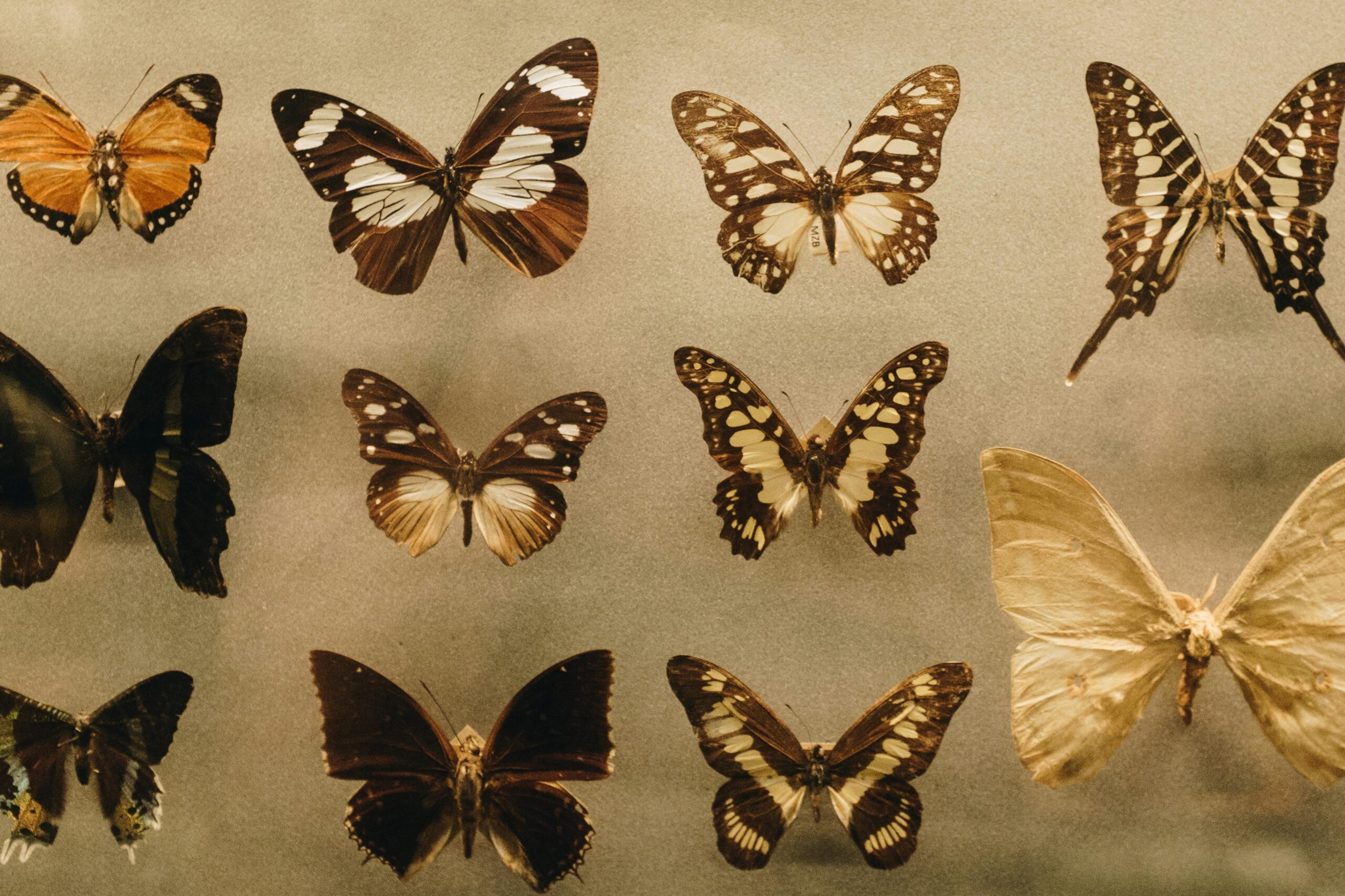 A stunning array of diverse butterfly specimens captured in a museum setting, showing intricate wing patterns.