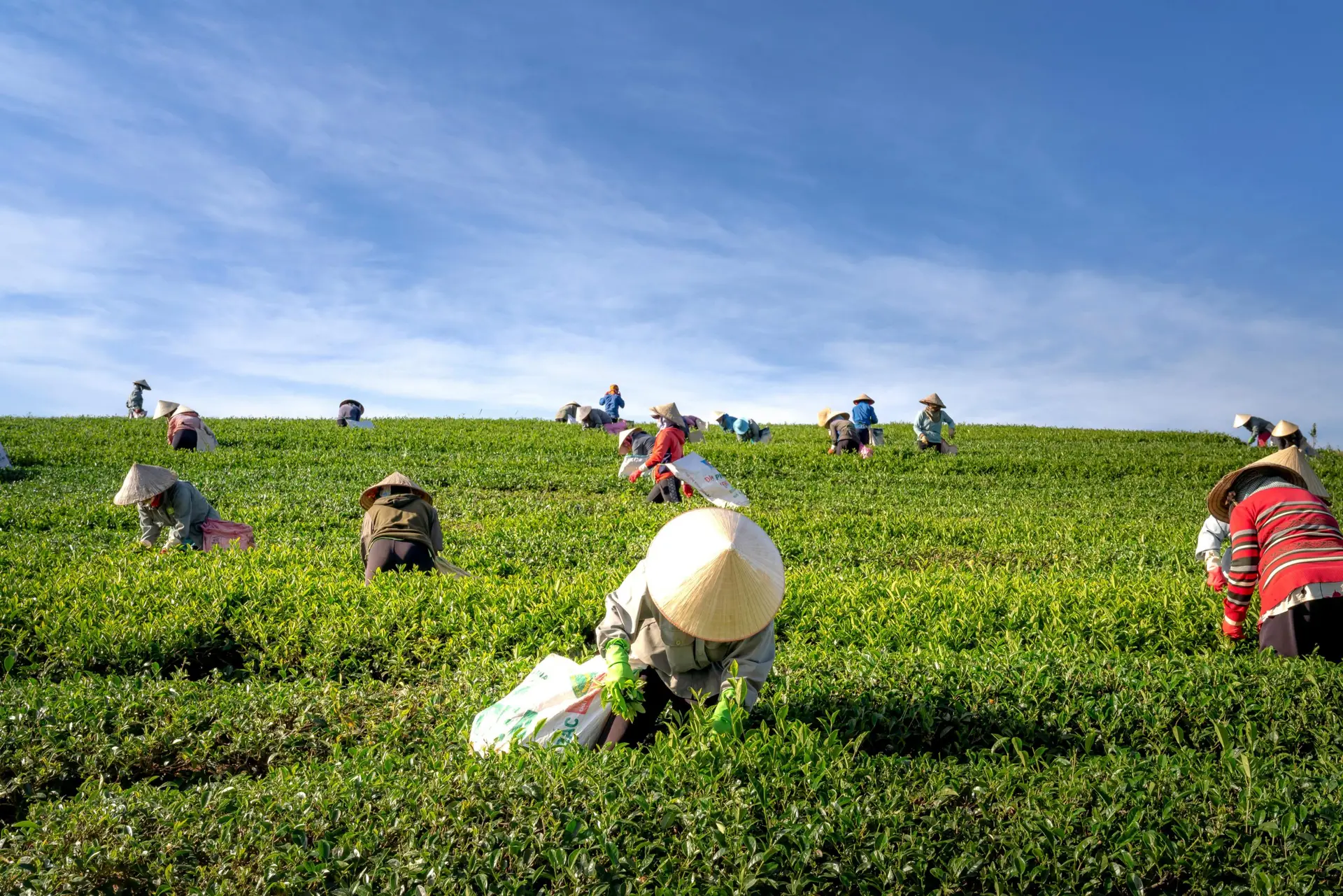 A group of farmers harvesting tea leaves in a verdant field under a clear blue sky.