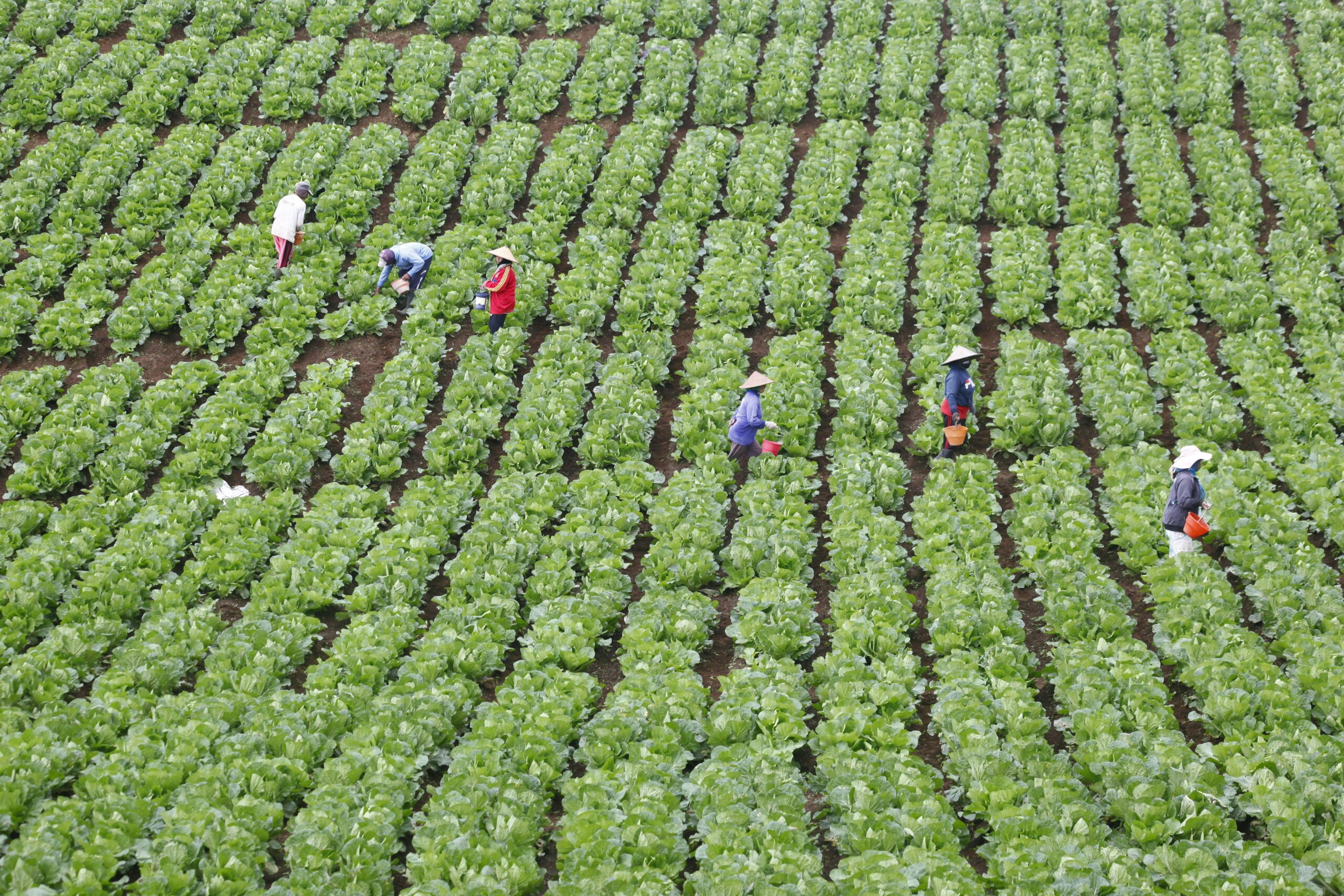 Farmers picking crops in lush green fields of Batu, East Java, Indonesia, showcasing agriculture.