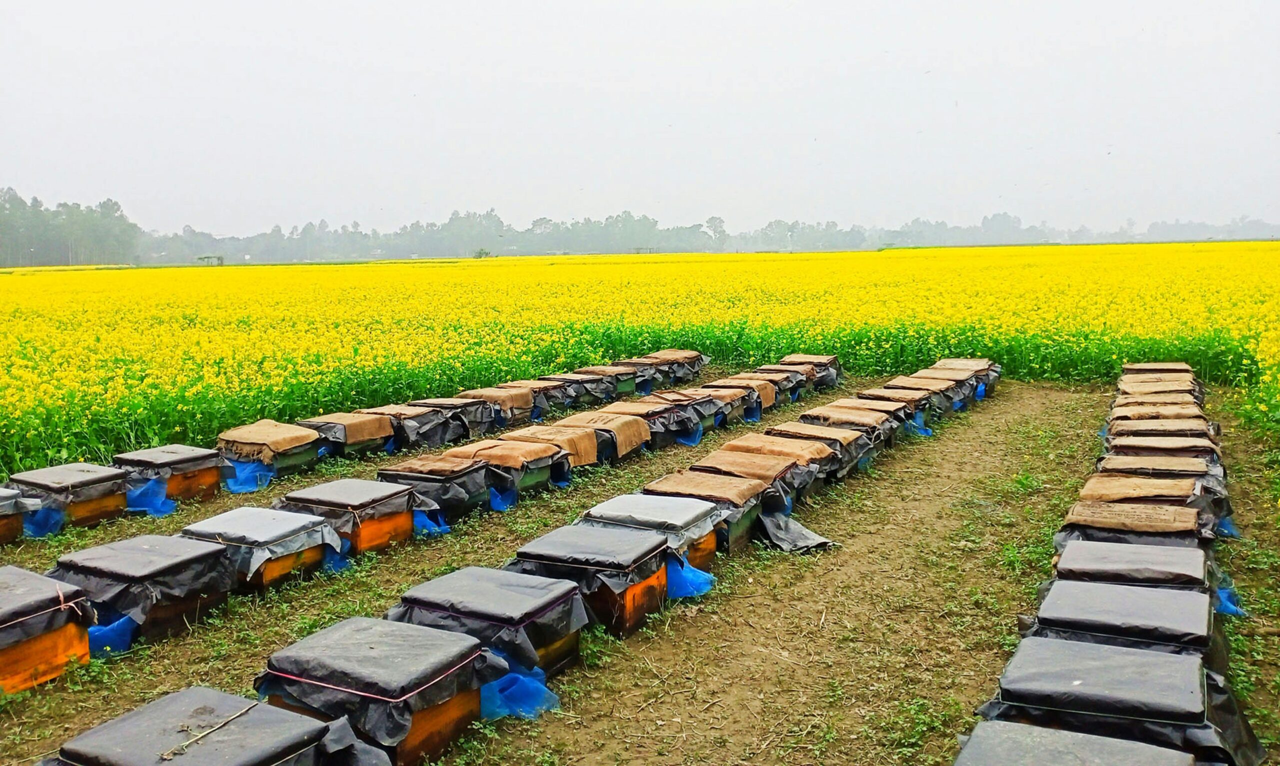 A picturesque mustard field featuring rows of beehive boxes under a cloudy sky.