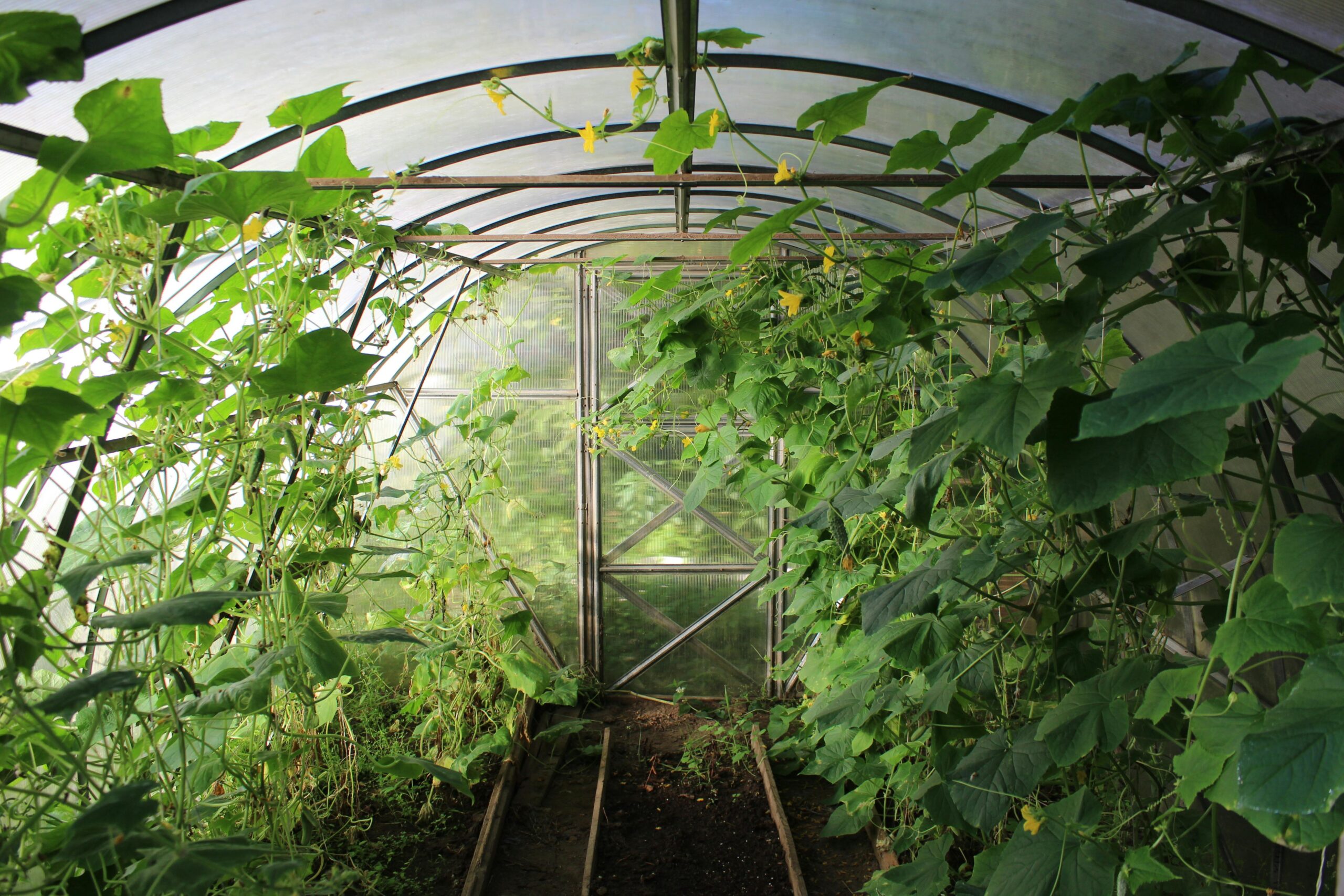 Explore a thriving greenhouse filled with lush vines and greenery, showcasing modern farming's growth potential.