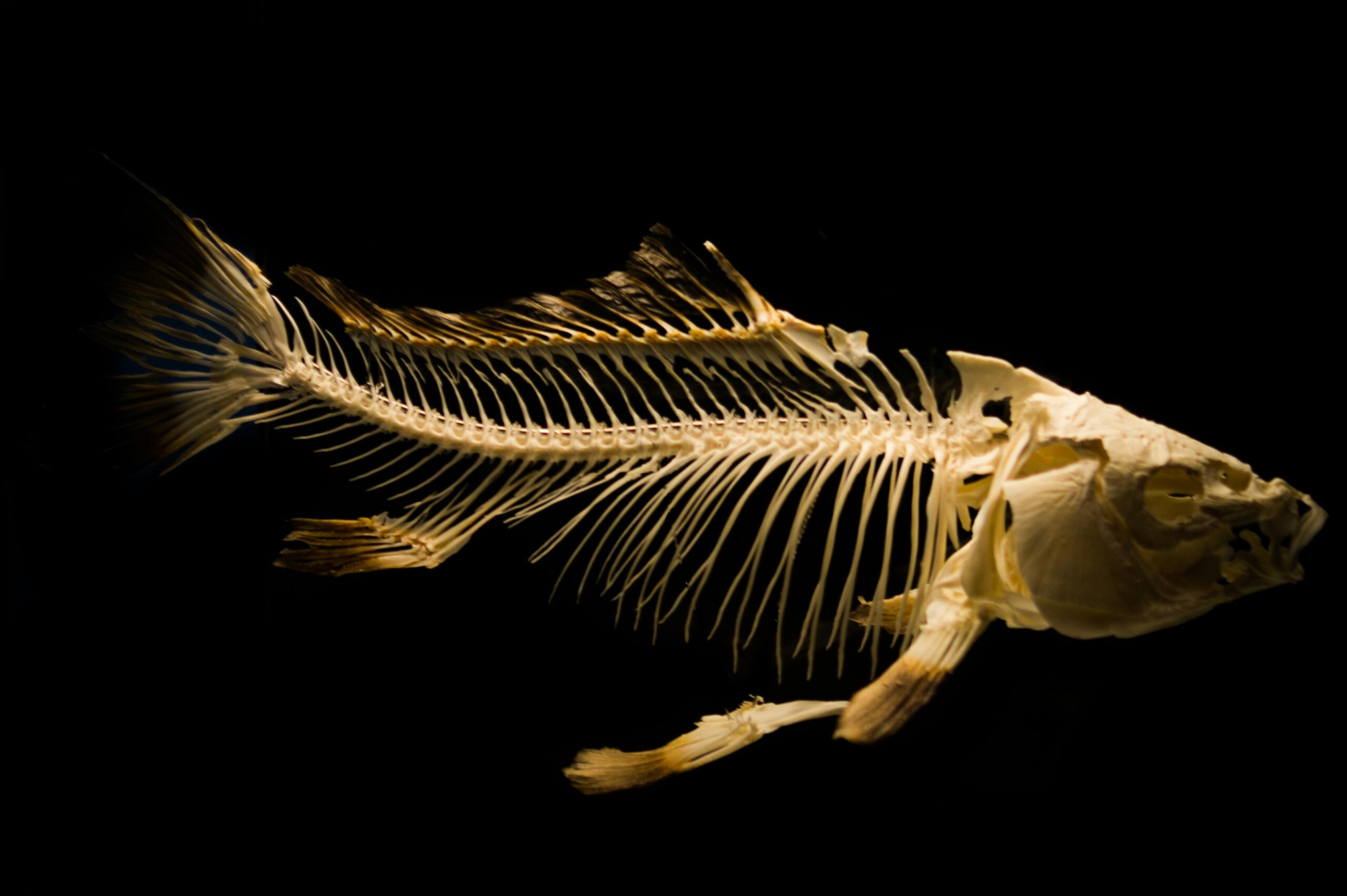 Close-up of a fish skeleton displayed against a black backdrop.